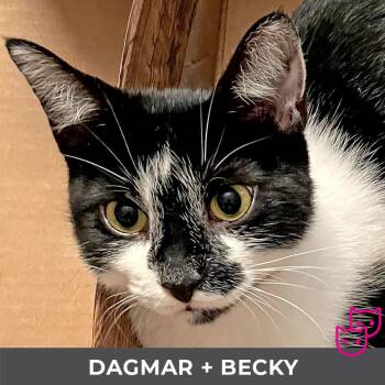 Rescue Domestic Short Hair Cats for Adoption in Toronto, Ontario - Dagmar (bonded With Becky) | PetCurious