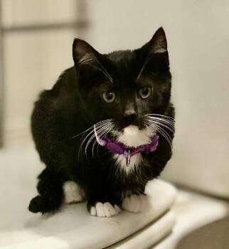 Rescue Domestic Short Hair Cats for Adoption in Philadelphia, Pennsylvania - Bobby | PetCurious