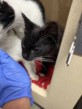 Bouy -  Domestic Short Hair Cat for Adoption in Pequot Lakes, Minnesota - Bouy | PetCurious