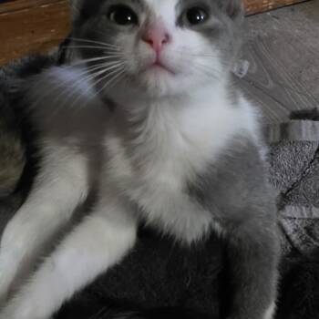 Eleanor -  Domestic Short Hair Cat for Adoption in Pendleton, Oregon - Eleanor | PetCurious