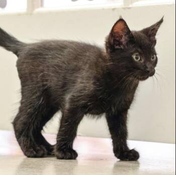 Domestic Short Hair Cats Available for Adoption in Topeka, Kansas - **Cat Cafe** Dab | PetCurious