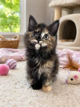 Nyx -  Domestic Medium Hair Cat for Adoption in Chattanooga, Tennessee - Nyx | PetCurious