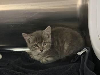 Domestic Short Hair Cats Available for Adoption - Jalapeña | PetCurious