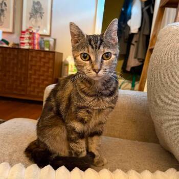 Mildred -- Courtesy Post -  Domestic Short Hair Cat for Adoption in Frederick, Maryland - Mildred -- Courtesy Post | PetCurious