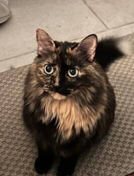 DIANE -  Domestic Long Hair Cat for Adoption in Miami, Florida - DIANE | PetCurious