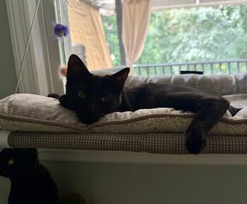 Ember -  Domestic Short Hair Cat for Adoption in Seneca, South Carolina - Ember | PetCurious