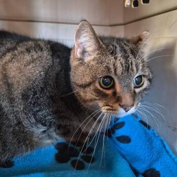 American Shorthair Cats Available for Adoption - Buddy | PetCurious