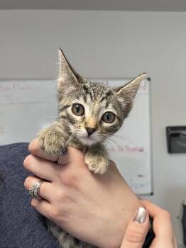 Rescue Domestic Short Hair Cats for Adoption in Bolivar, Missouri - Betty | PetCurious