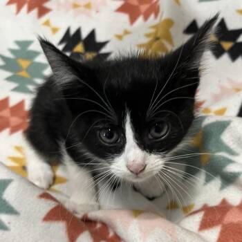 Mickey -  Domestic Short Hair Cat for Adoption in Waldorf, Maryland - Mickey | PetCurious