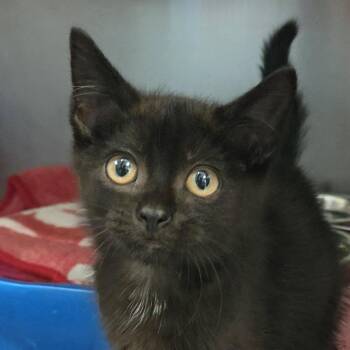 Care Bear -  Domestic Short Hair Cat for Adoption in Plover, Wisconsin - Care Bear | PetCurious