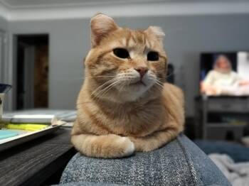 Domestic Short Hair Cats Available for Adoption - Sunset (FIV+) | PetCurious