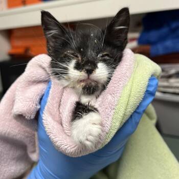 71152 -  Domestic Short Hair Cat Available for Adoption in Harrisonburg, Virginia - 71152 | PetCurious
