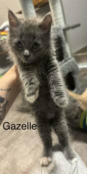 Gazelle -  Domestic Medium Hair Cat for Adoption in Hamilton, Ontario - Gazelle | PetCurious