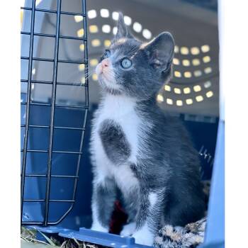 Rescue Domestic Short Hair Cats for Adoption in Austin, Texas - Kuddle Kollector 25 | PetCurious