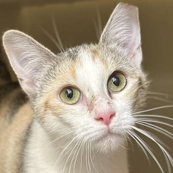Scarlett -  Domestic Short Hair Cat Available for Adoption in Victor, New York - Scarlett | PetCurious