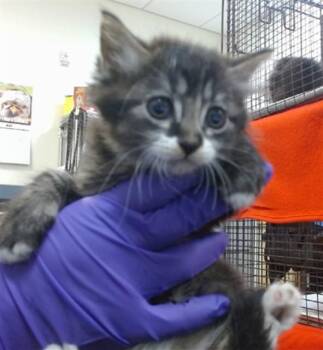Domestic Short Hair Cats Available for Adoption in Doral, Florida - KALA | PetCurious