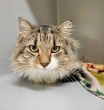 Kilo -  Domestic Medium Hair Cat for Adoption in Williamsport, Pennsylvania - Kilo | PetCurious