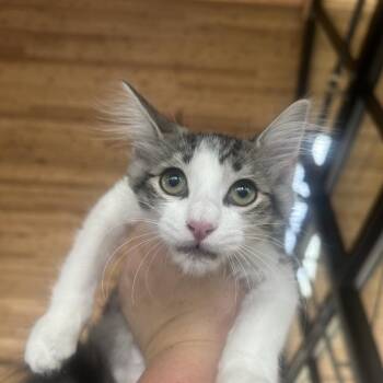 Dino -  Domestic Short Hair Cat for Adoption in Leander, Texas - Dino | PetCurious