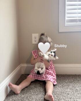Stubby -  Domestic Long Hair Cat for Adoption in Clarksville, Tennessee - Stubby | PetCurious