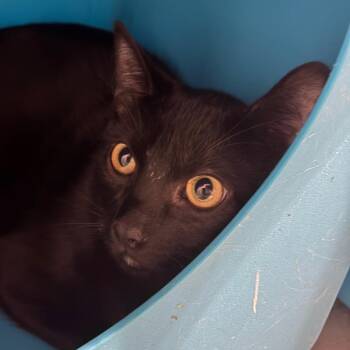 Cerberus -  Domestic Short Hair Cat for Adoption in Yuma, Arizona - Cerberus | PetCurious