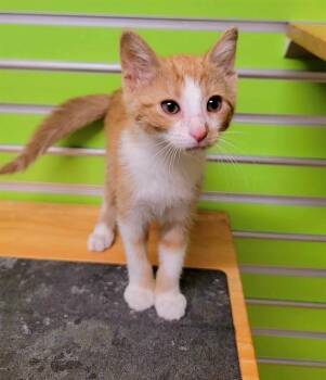 TOM -  Domestic Short Hair Cat for Adoption in St. Peters, Missouri - TOM | PetCurious