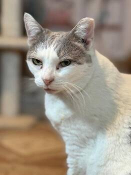 Domestic Short Hair Cats Available for Adoption in Skippack, Pennsylvania - Momma B | PetCurious