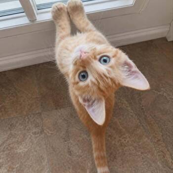 Domestic Short Hair Cats Available for Adoption in Candler, North Carolina - Cancun | PetCurious