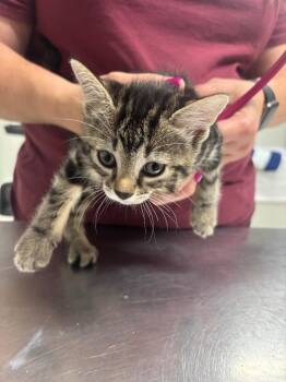 Kvika -  Domestic Short Hair Cat for Adoption in Fall River, Massachusetts - Kvika | PetCurious