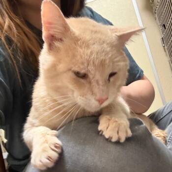 Postman Pat - First-Class Love -  Domestic Short Hair Cat for Adoption in Flagstaff, Arizona - Postman Pat - First-Class Love | PetCurious