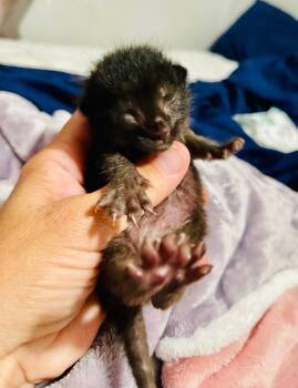 Rescue Domestic Short Hair Cats for Adoption - Starlyn | PetCurious