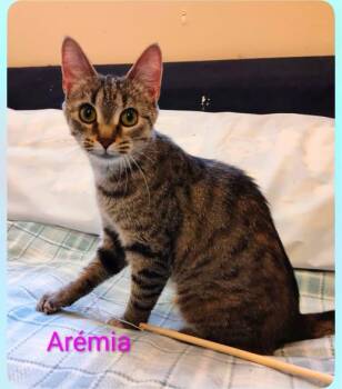 Arémia -  Domestic Short Hair Cat for Adoption in Sainte-martine, Quebec - Arémia | PetCurious