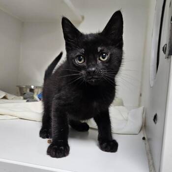 Domestic Short Hair Cats Available for Adoption in Gainesville, Florida - Fat Boy | PetCurious