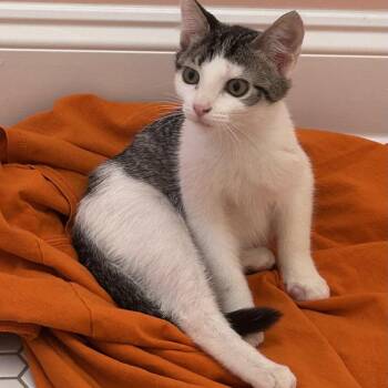 Hampton -  Domestic Short Hair Cat for Adoption in Peachtree City, Georgia - Hampton | PetCurious