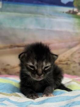 Lovable -  Domestic Short Hair Cat for Adoption in San Antonio, Texas - Lovable | PetCurious