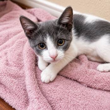 Marble -  Domestic Short Hair Cat for Adoption in Houston, Texas - Marble | PetCurious