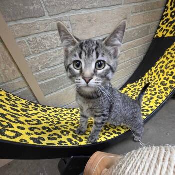 Philly Girl -  Domestic Short Hair Cat for Adoption in Davenport, Iowa - Philly Girl | PetCurious
