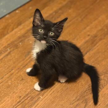 Penelope -  Domestic Short Hair Cat for Adoption in Spokane, Washington - Penelope | PetCurious