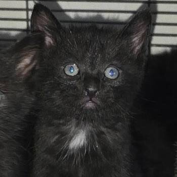 Fernando -  Domestic Short Hair Cat for Adoption in Canton, Illinois - Fernando | PetCurious