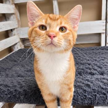 George -  Domestic Short Hair Cat for Adoption in Huntsville, Alabama - George | PetCurious