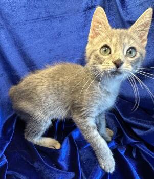Bonnie -  Domestic Short Hair and Tabby Cat for Adoption in San Diego, California - Bonnie | PetCurious
