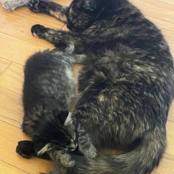 Domestic Medium Hair Cats Available for Adoption in Melbourne, Kentucky - Raze | PetCurious