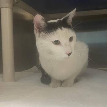 Sylvester -  Domestic Short Hair Cat for Adoption in Philadelphia, Pennsylvania - Sylvester | PetCurious