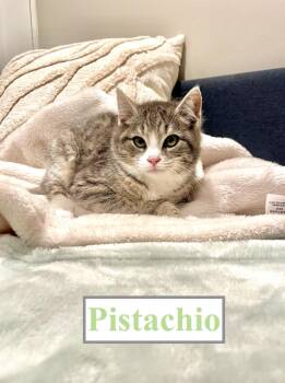 Domestic Short Hair Cats Available for Adoption - Pistachio D. | PetCurious