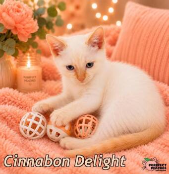 Cinnabon Delight -  Siamese and Domestic Short Hair Cat for Adoption in Douglasville, Georgia - Cinnabon Delight | PetCurious