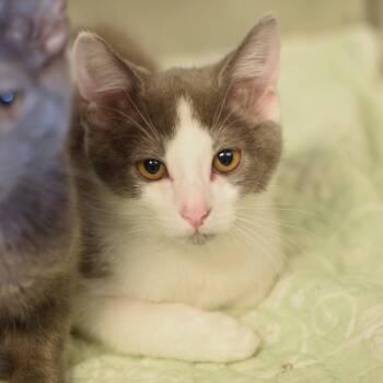 Iron Fist -  Domestic Short Hair Cat for Adoption in Belleville, Illinois - Iron Fist | PetCurious