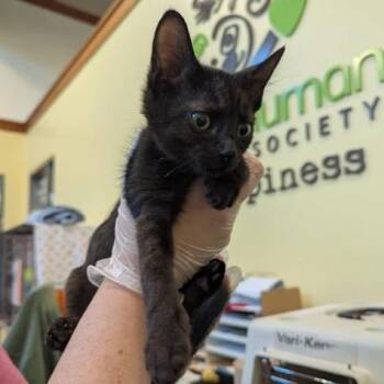 Astronaut -  Domestic Short Hair Cat for Adoption in Lynchburg, Virginia - Astronaut | PetCurious
