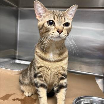 Ramses -  Domestic Short Hair Cat for Adoption in Greenville, South Carolina - Ramses | PetCurious