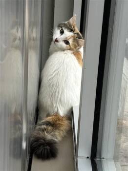 Domestic Medium Hair Cats Available for Adoption in San Antonio, Texas - CRUELLA | PetCurious