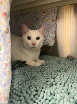 Moose -  Domestic Short Hair Cat for Adoption in Minot, North Dakota - Moose | PetCurious