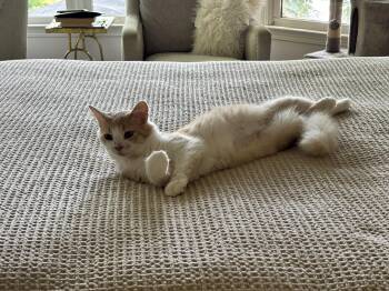 Creamsicle -  Domestic Short Hair Cat for Adoption in Buford, Georgia - Creamsicle | PetCurious